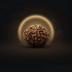 Rupastha Original Certified 7 Mukhi Rudraksha Bead