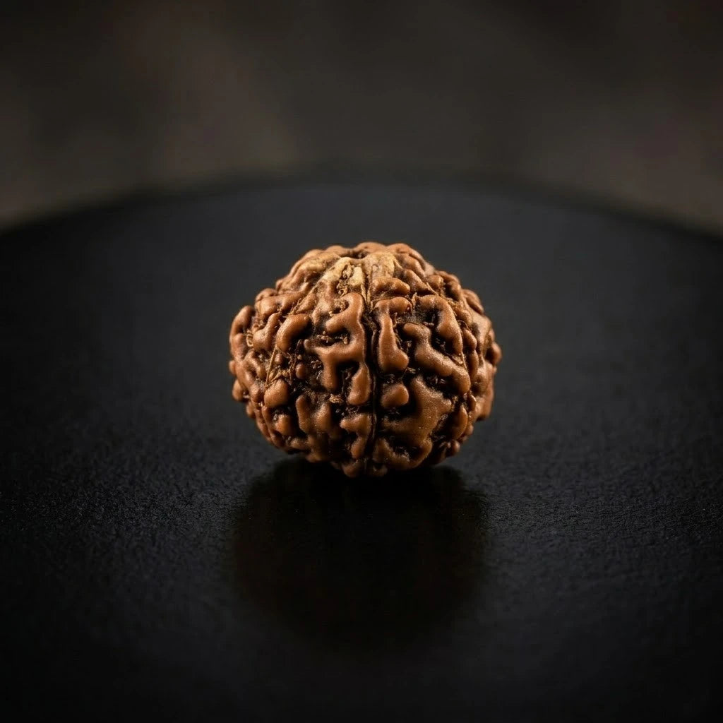 Rupastha Original Certified 7 Mukhi Rudraksha Bead