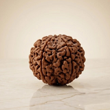 Rupastha Original Certified 10 Mukhi Rudraksha Bead