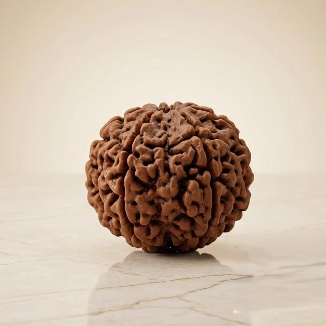 Rupastha Original Certified 10 Mukhi Rudraksha Bead