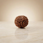 Rupastha Original Certified 10 Mukhi Rudraksha Bead