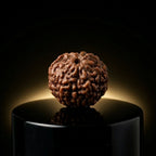 Rupastha Original Certified 10 Mukhi Rudraksha Bead
