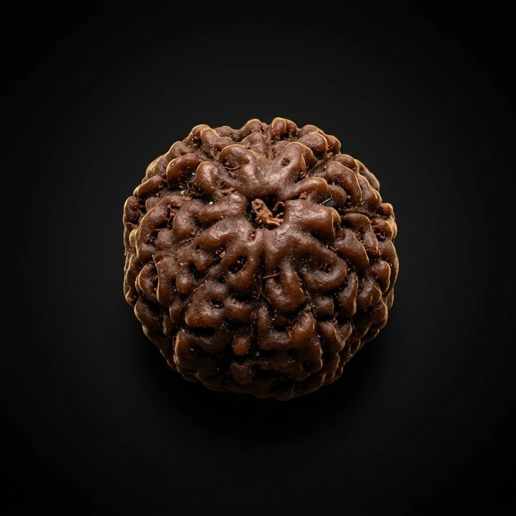 Rupastha Original Certified 10 Mukhi Rudraksha Bead