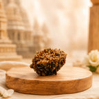 Rupastha Original Certified 2 Mukhi Rudraksha Bead
