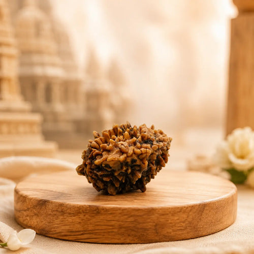 Rupastha Original Certified 2 Mukhi Rudraksha Bead
