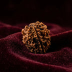 Rupastha Original Certified 2 Mukhi Rudraksha Bead