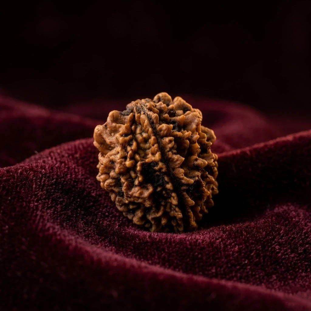 Rupastha Original Certified 2 Mukhi Rudraksha Bead
