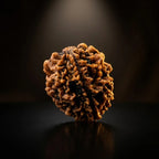 Rupastha Original Certified 2 Mukhi Rudraksha Bead