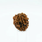 Rupastha Original Certified 2 Mukhi Rudraksha Bead