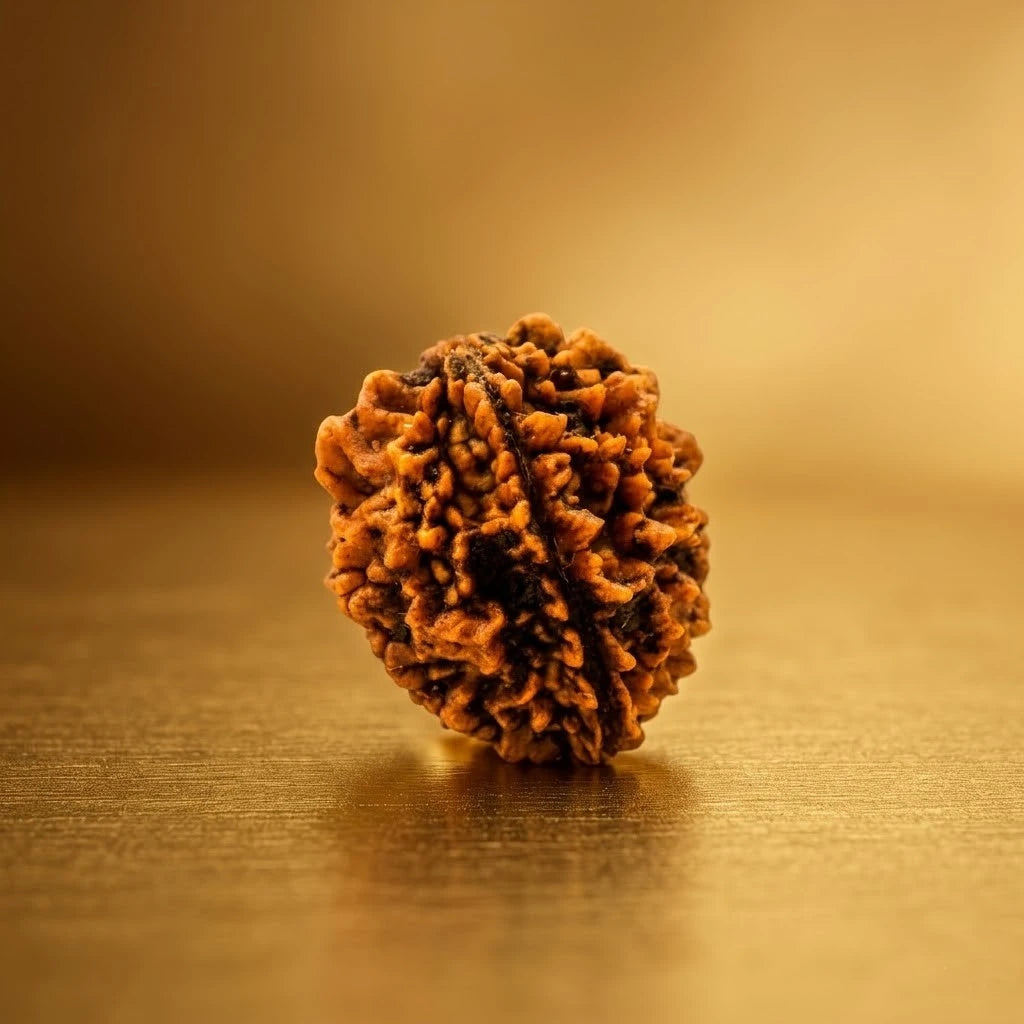 Rupastha Original Certified 2 Mukhi Rudraksha Bead