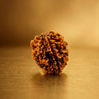Rupastha Original Certified 2 Mukhi Rudraksha Bead