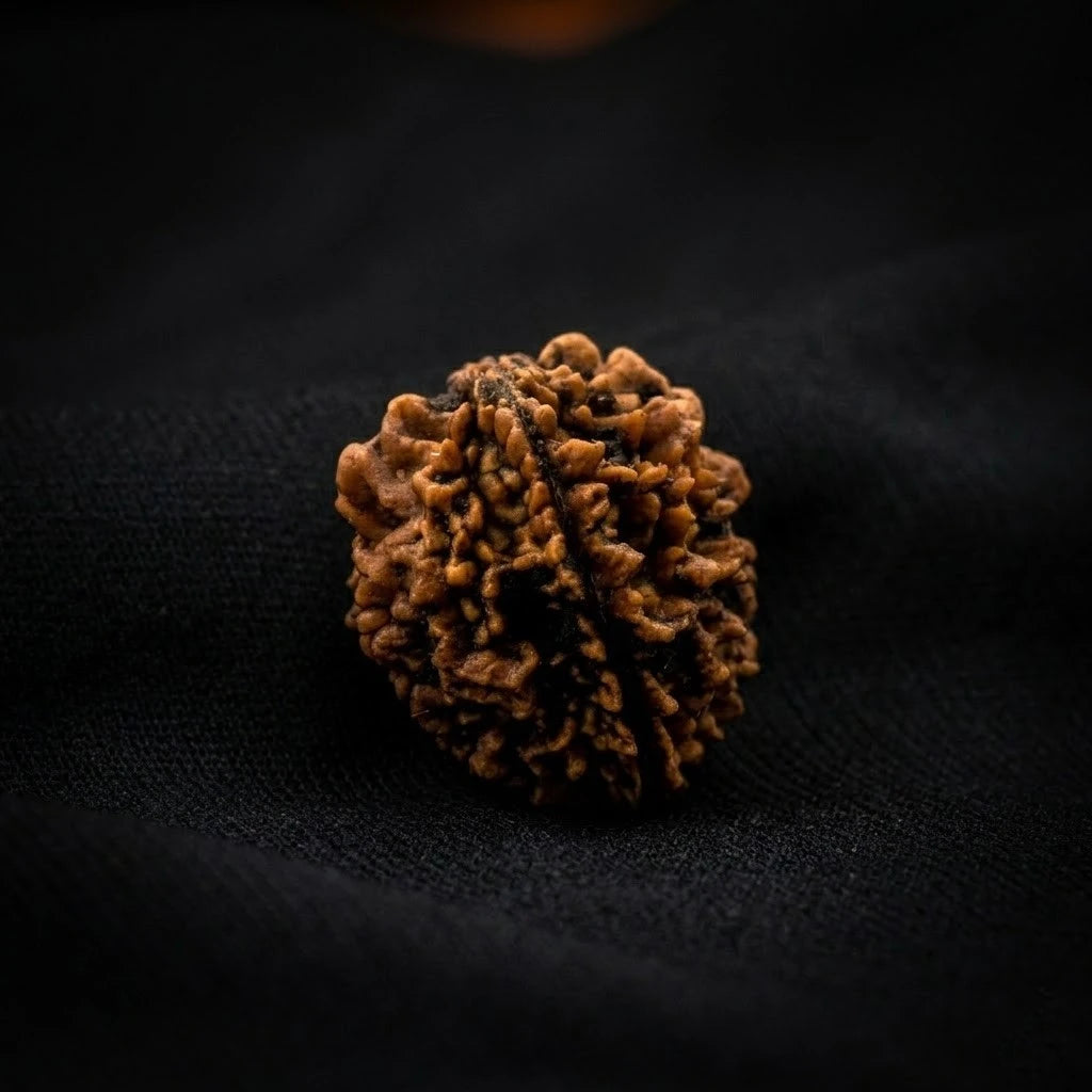 Rupastha Original Certified 2 Mukhi Rudraksha Bead