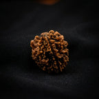 Rupastha Original Certified 2 Mukhi Rudraksha Bead