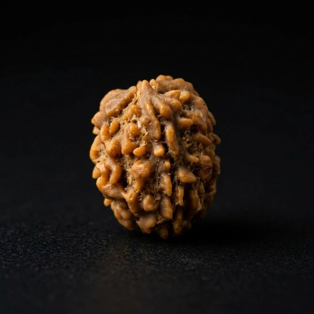 Rupastha Original Certified 3 Mukhi Rudraksha Bead
