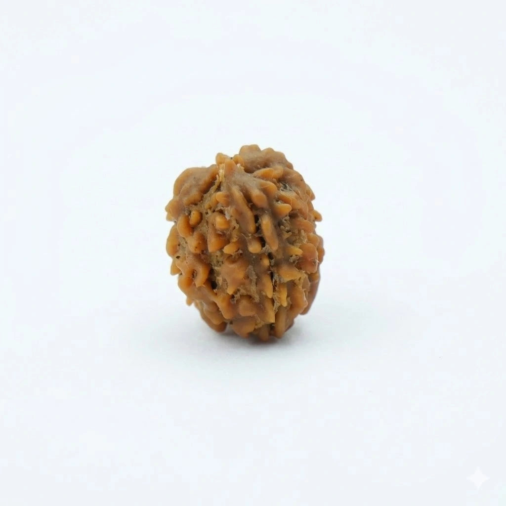 Rupastha Original Certified 3 Mukhi Rudraksha Bead