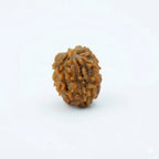 Rupastha Original Certified 3 Mukhi Rudraksha Bead