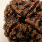 Rupastha Original Certified 4 Mukhi Rudraksha Bead