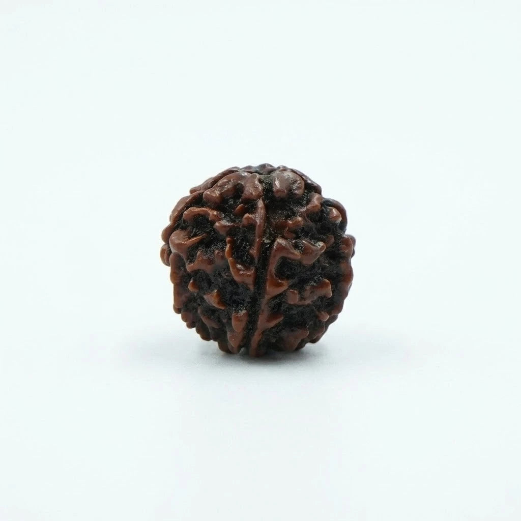 Rupastha Original Certified 5 Mukhi Rudraksha Bead