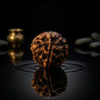Rupastha Original Certified 5 Mukhi Rudraksha Bead
