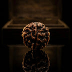 Rupastha Original Certified 5 Mukhi Rudraksha Bead
