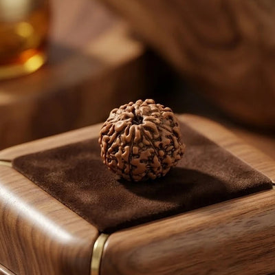 Rupastha Original Certified 7 Mukhi Rudraksha Bead