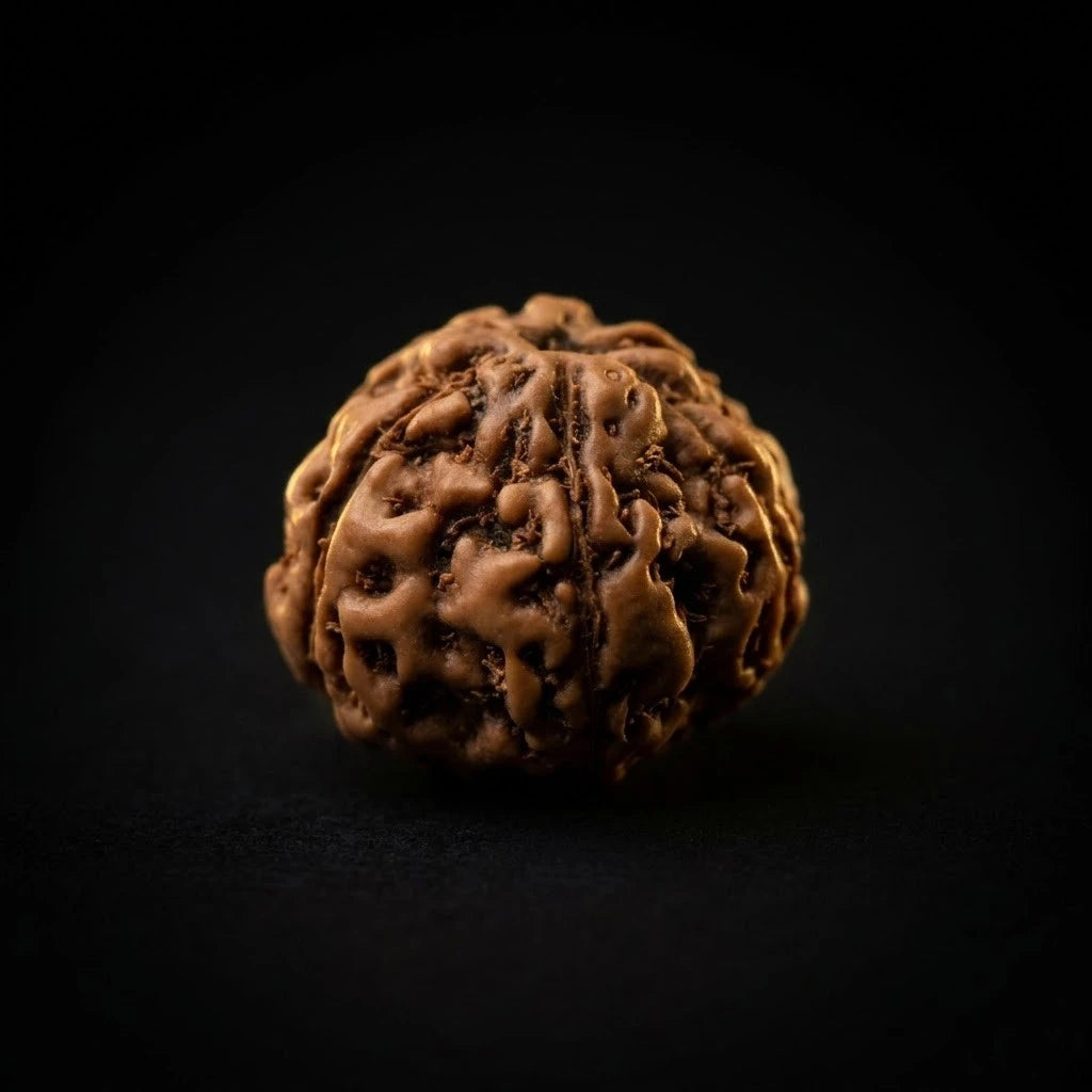 Rupastha Original Certified 8 Mukhi Rudraksha Bead