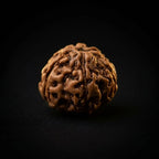Rupastha Original Certified 8 Mukhi Rudraksha Bead