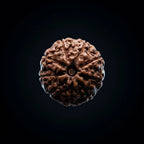 Rupastha Original Certified 9 Mukhi Rudraksha Bead