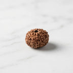 Rupastha Original Certified 9 Mukhi Rudraksha Bead