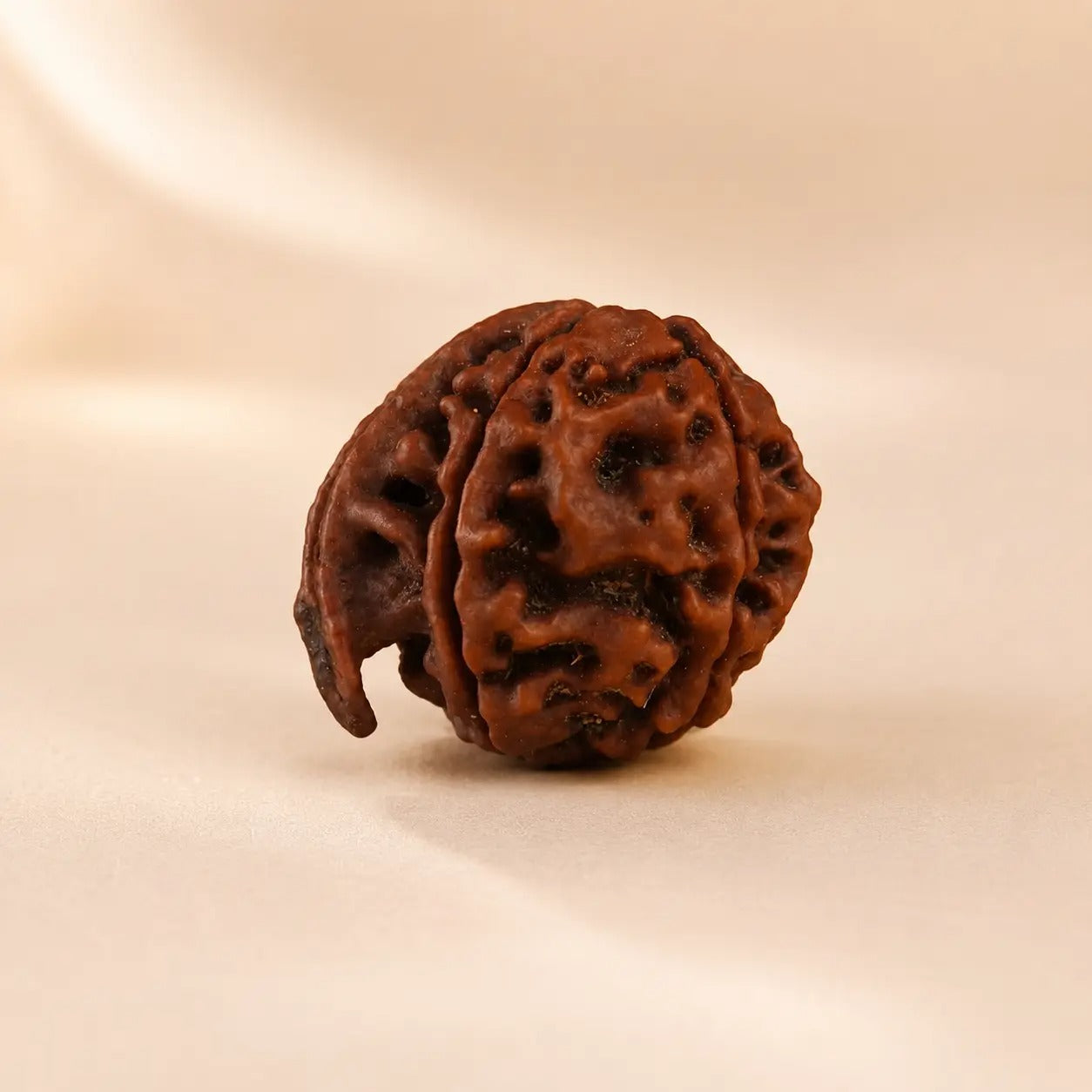 Rupastha Original Certified Ganesh Mukhi Rudraksha Bead