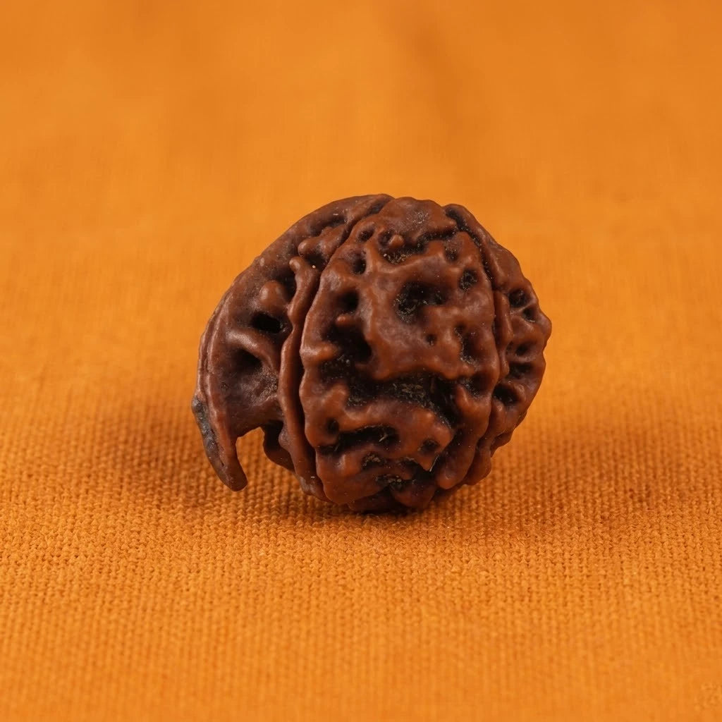 Rupastha Original Certified Ganesh Mukhi Rudraksha Bead