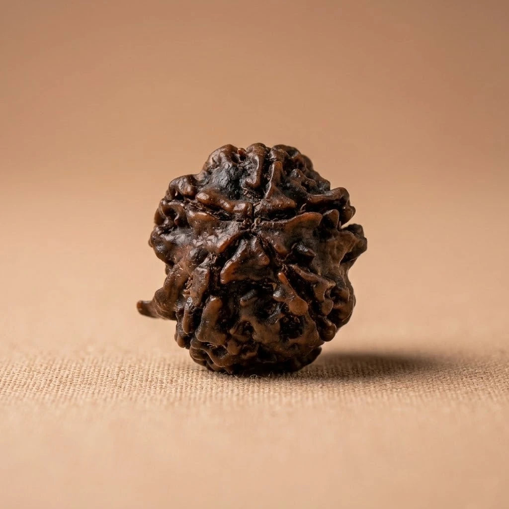 Rupastha Original Certified Ganesh Mukhi Rudraksha Bead