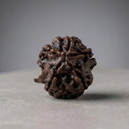Rupastha Original Certified Ganesh Mukhi Rudraksha Bead