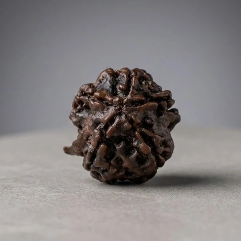 Rupastha Original Certified Ganesh Mukhi Rudraksha Bead