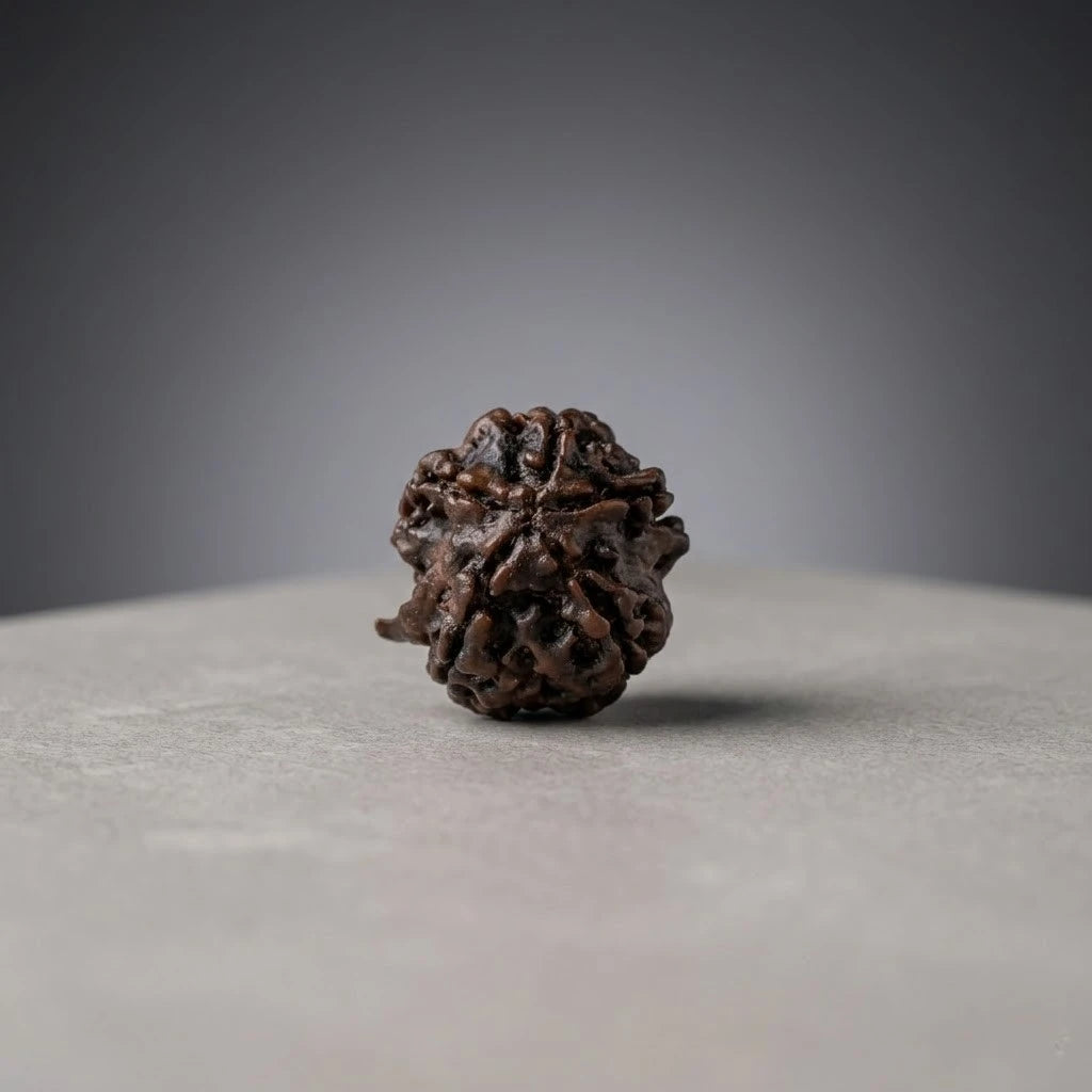 Rupastha Original Certified Ganesh Mukhi Rudraksha Bead
