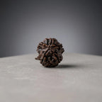 Rupastha Original Certified Ganesh Mukhi Rudraksha Bead