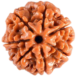 Rudraksha